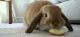 Holland Mini-Lop Rabbits for sale in Mission Viejo, CA, USA. price: $250