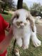 Holland Mini-Lop Rabbits for sale in Allen, TX, USA. price: $200