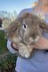 Holland Mini-Lop Rabbits for sale in Grafton, WI 53024, USA. price: $200