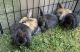 Holland Mini-Lop Rabbits for sale in Hackensack, NJ, USA. price: $100