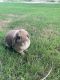 Holland Mini-Lop Rabbits for sale in Lindale, TX, USA. price: $30
