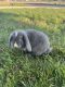 Holland Mini-Lop Rabbits for sale in Yonkers, NY, USA. price: NA