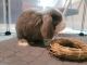 Holland Mini-Lop Rabbits for sale in Harpers Ferry, WV 25425, USA. price: $40