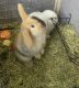 Holland Mini-Lop Rabbits for sale in Queen Creek, AZ 85140, USA. price: $160