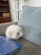 Holland Mini-Lop Rabbits for sale in Westchester County, NY, USA. price: NA