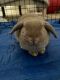Holland Mini-Lop Rabbits for sale in Wesley Chapel, FL, USA. price: NA