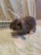Holland Mini-Lop Rabbits for sale in Mission Viejo, CA, USA. price: $30