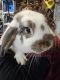 Holland Mini-Lop Rabbits for sale in Utica, MI 48315, USA. price: $30