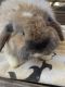 Holland Mini-Lop Rabbits