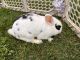 Holland Mini-Lop Rabbits for sale in Galt, California. price: $100