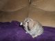 Holland Mini-Lop Rabbits for sale in Roseville, CA, USA. price: $50