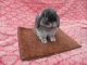 Holland Mini-Lop Rabbits for sale in Saegertown, PA 16433, USA. price: $45