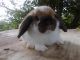 Holland Mini-Lop Rabbits for sale in Manning, SC 29102, USA. price: $65