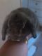 Holland Mini-Lop Rabbits for sale in Manning, SC 29102, USA. price: $55