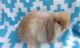 Holland Mini-Lop Rabbits for sale in Floral City, FL 34436, USA. price: NA