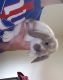 Holland Mini-Lop Rabbits for sale in Toms River, NJ, USA. price: NA