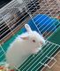 Holland Mini-Lop Rabbits for sale in Fort Wainwright, AK 99703, USA. price: NA