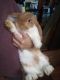 Holland Mini-Lop Rabbits for sale in Gardners, PA 17324, USA. price: $30