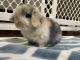 Holland Mini-Lop Rabbits for sale in Union, NJ 07083, USA. price: NA