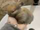 Holland Mini-Lop Rabbits