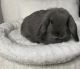 Holland Mini-Lop Rabbits for sale in Los Angeles, CA, USA. price: NA