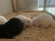 Holland Mini-Lop Rabbits for sale in Columbus, OH, USA. price: NA