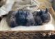 Holland Mini-Lop Rabbits for sale in Inglewood, Nashville, TN, USA. price: $35