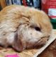 Holland Mini-Lop Rabbits for sale in Glyndon, MD 21136, USA. price: NA