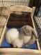 Holland Mini-Lop Rabbits for sale in St Pete Beach, FL, USA. price: NA