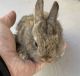 Holland Mini-Lop Rabbits for sale in Garfield, NJ 07026, USA. price: $75