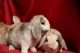Holland Mini-Lop Rabbits for sale in Canoga Park, CA 91307, USA. price: NA