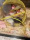 House Mouse Rodents