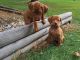 Hungarian Vizsla Puppies for sale in Weyauwega, WI 54983, USA. price: $1,800