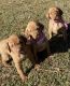Hungarian Vizsla Puppies for sale in Saluda, SC 29138, USA. price: NA