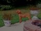 Hungarian Vizsla Puppies for sale in Clarkfield, MN 56223, USA. price: $500