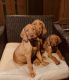 Hungarian Vizsla Puppies for sale in Magnolia, TX, USA. price: NA