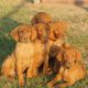 Hungarian Vizsla Puppies for sale in Blossom, Texas. price: $2,500
