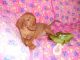 Hungarian Vizsla Puppies for sale in Los Angeles, CA, USA. price: $850