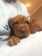 Hungarian Vizsla Puppies for sale in Mississauga, ON, Canada. price: NA