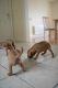 Hungarian Vizsla Puppies for sale in 200 N Spring St, Los Angeles, CA 90012, USA. price: $600