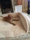 Hungarian Vizsla Puppies for sale in Louisville, KY, USA. price: NA