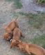 Hungarian Vizsla Puppies for sale in Portland, OR, USA. price: $400