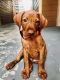 Hungarian Vizsla Puppies for sale in Como, TX 75431, USA. price: $1,500
