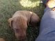 Hungarian Vizsla Puppies for sale in Hale Center, TX, USA. price: $1,250