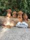 Hungarian Vizsla Puppies for sale in Price, UT 84501, USA. price: $1,200