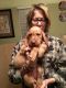 Hungarian Wirehaired Vizsla Puppies