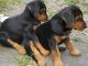 Huntaway Puppies for sale in Los Angeles, CA, USA. price: NA
