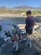 Huntaway Puppies for sale in West Valley City, UT, USA. price: NA