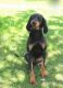 Huntaway Puppies for sale in Washington, VA 22747, USA. price: $1,000