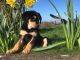 Huntaway Puppies for sale in Pittsburgh, PA, USA. price: $600